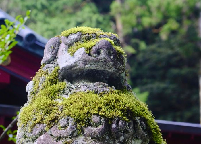 A statue at Hakone Shrine, covered in green moss.